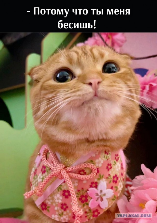 Кот Мейн-кун: царь домашних кошек!