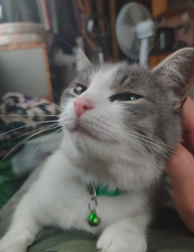 Котовторник 19.07.22