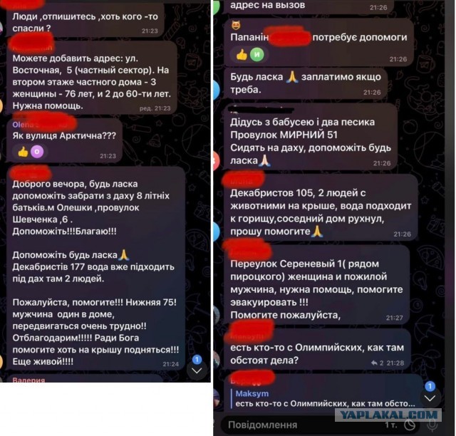 В Херсонской области местный житель в затопленном районе увидел необычное зрелище - жабу, сидящую на ёлке