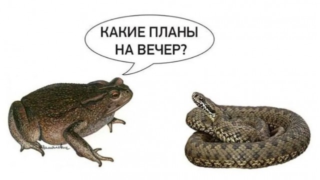 Сотрудники Росгвардии расстреляли машину с подполковником МВД, который пытался скрыться.