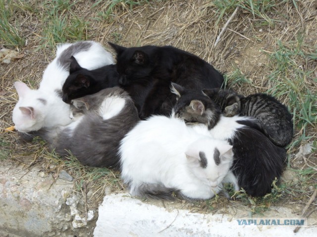 Котики черноморского побережья