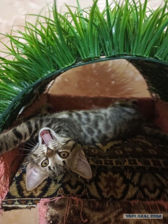 На котовторник