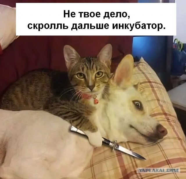 Не твое дело