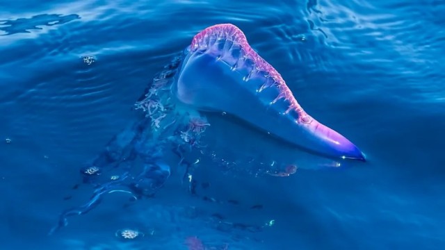 На Балеарских островах обнаружили смертельно опасную медузу