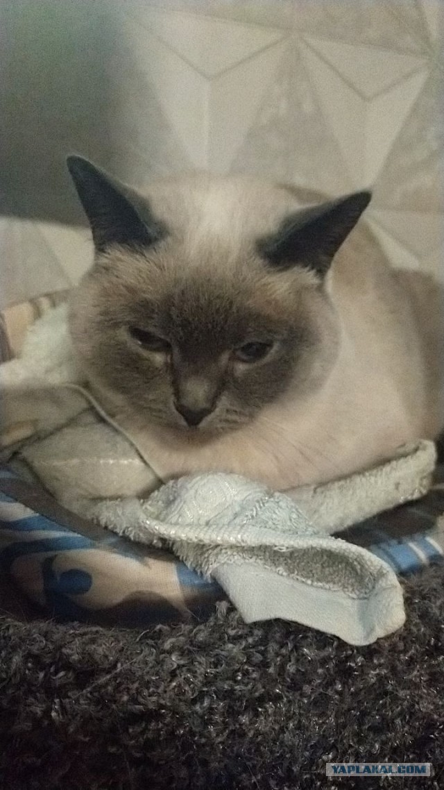 Принимайте в ряды которабов