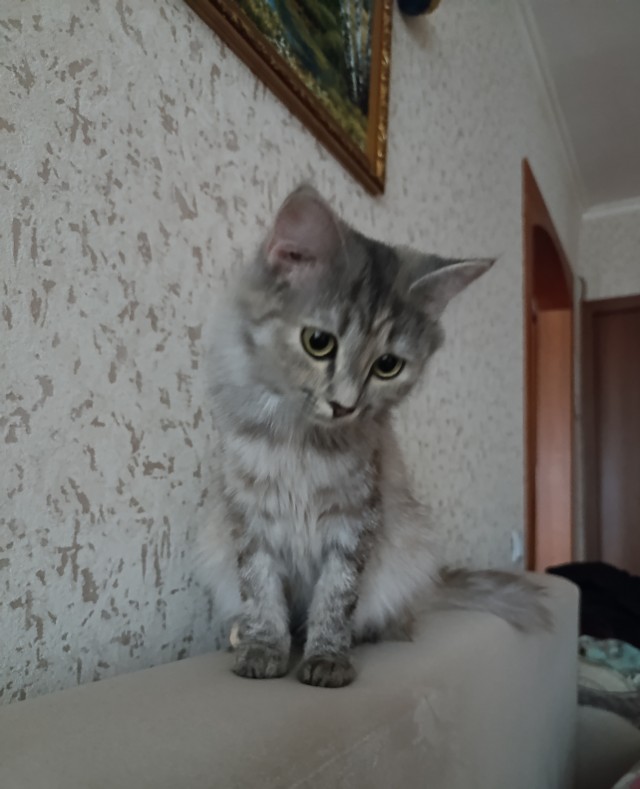 Котенок в добрые руки