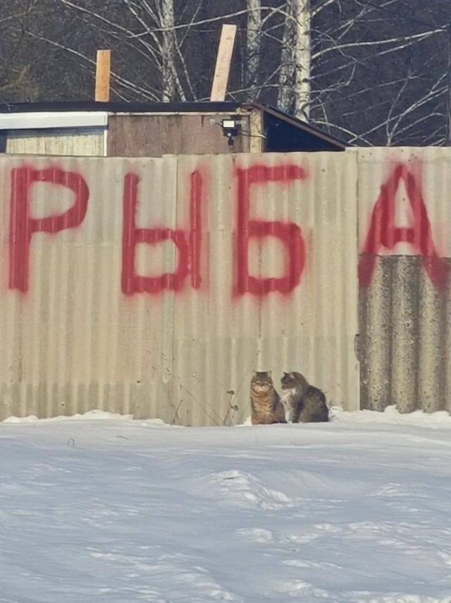 Наконец-то рыбов продают, а не просто показывают