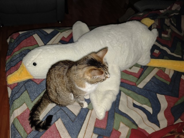 Конкурс по жарке гуся в Дунгуане