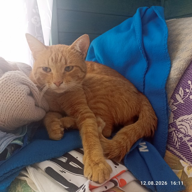 Очередной котовторник