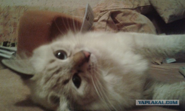 Котовторник 29.04.14.