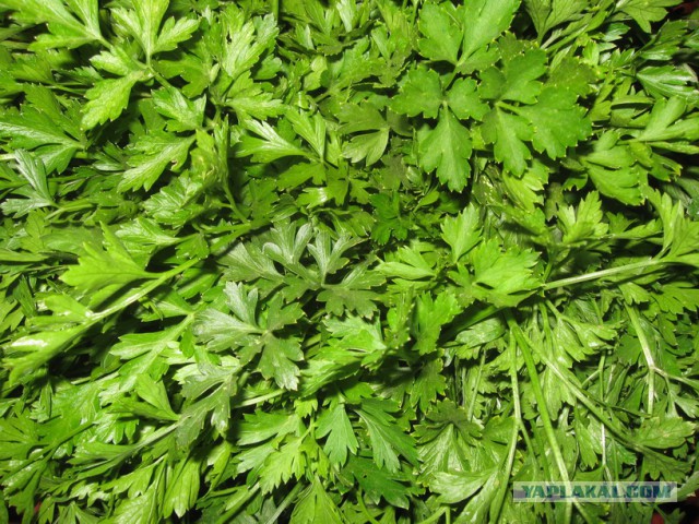 Плюсомет со шпалометом