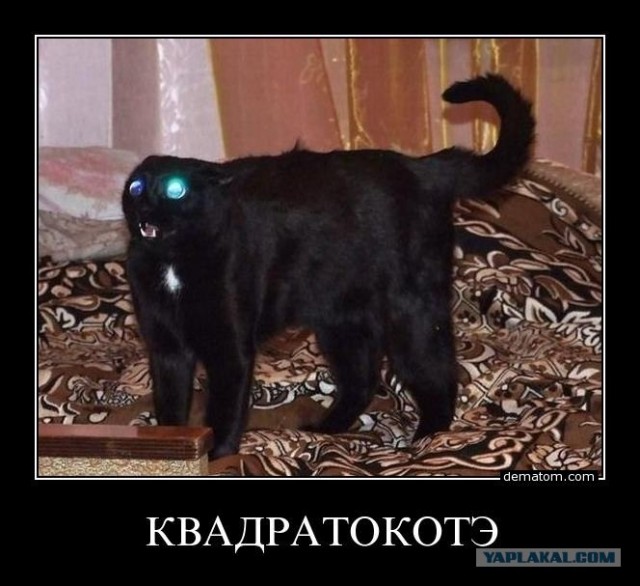 Черный кот смотрит на черный квадрат Малевича