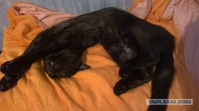 Про Тучку, которая стала Дымкой