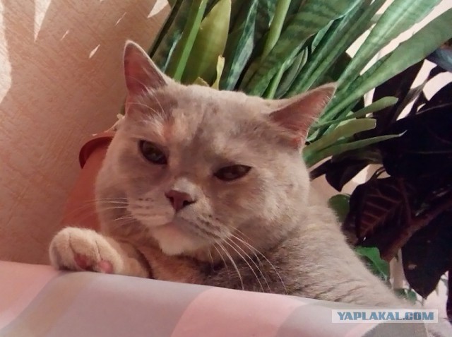 Новогодний котовторник,05.01.16.