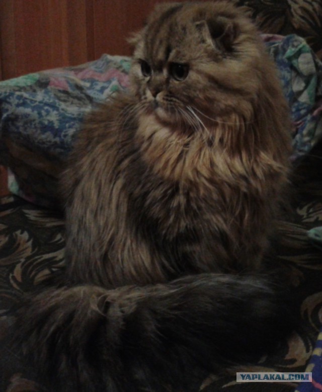 Котовторник