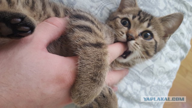 Котовторник