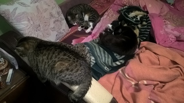 Котовторник 20.09.2016