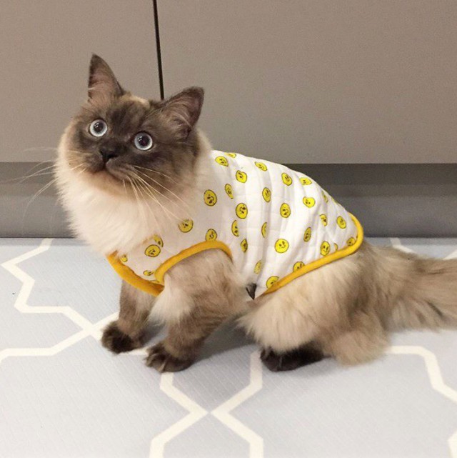 Прикольных котов пост
