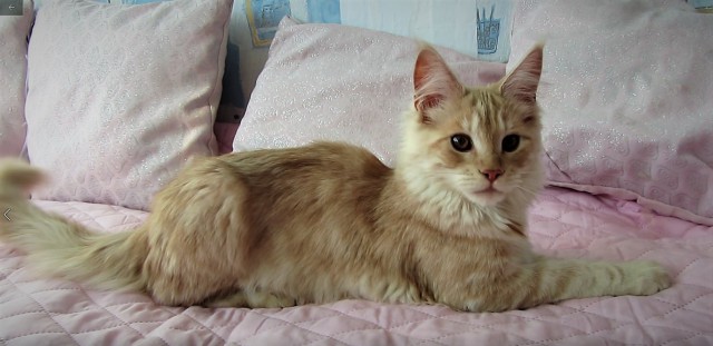 Котовторник 05.06.2018