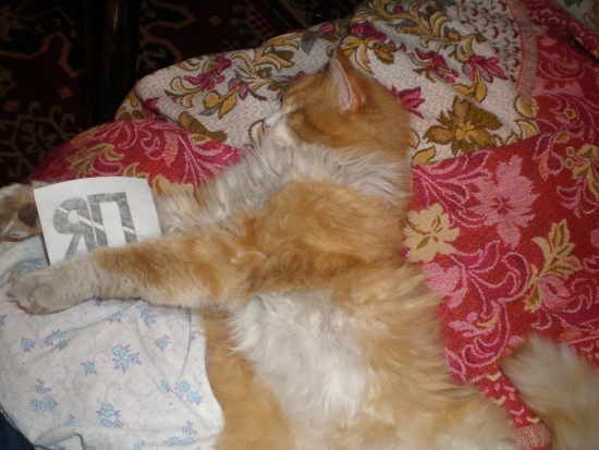 Котовторник