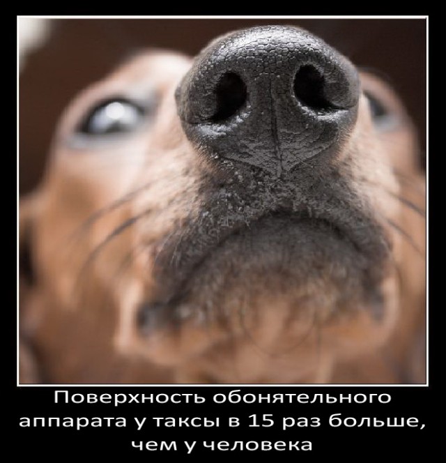 Немного о собаках