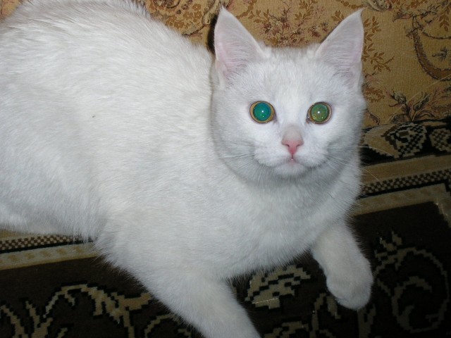 Котовторник уже сегодня!