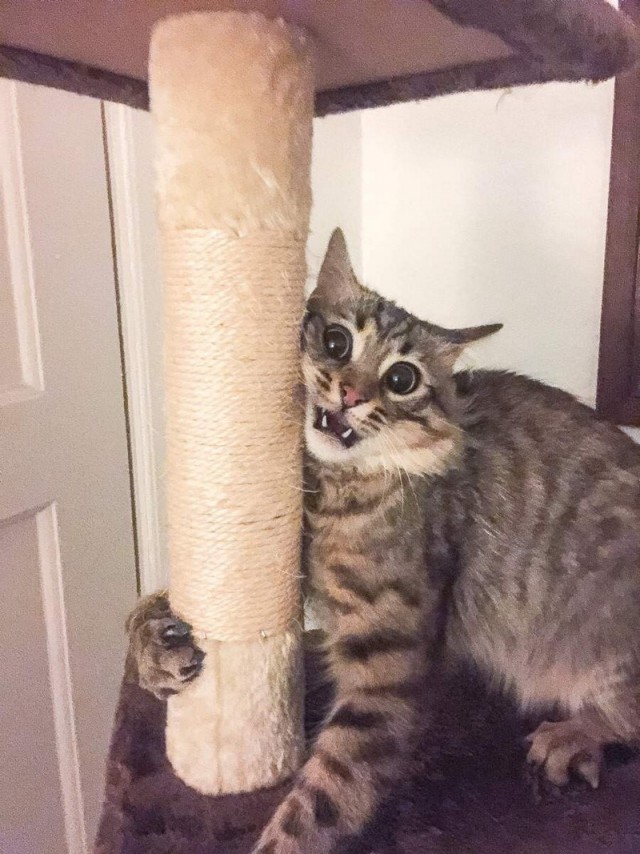 Прикольных котов пост