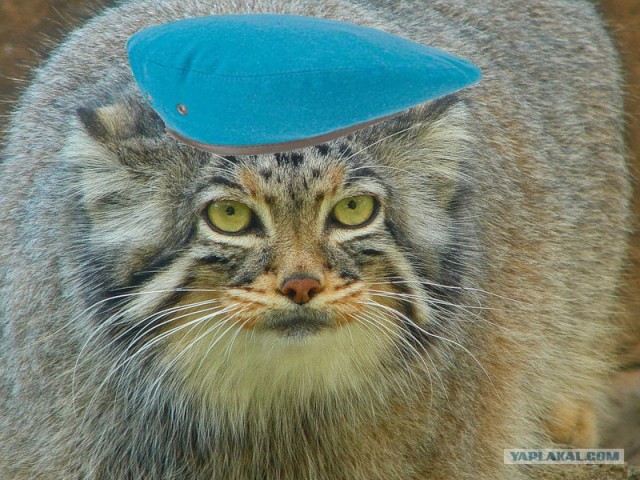Десантный котовторник