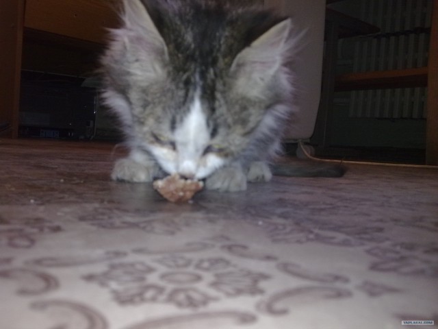 Котовторник! 08.11.11