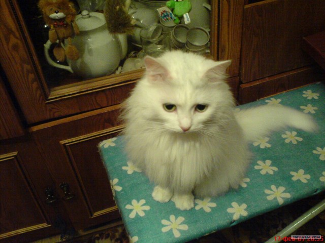 Котовторник 20.03.2012