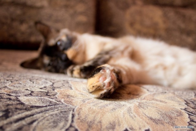 Котовторник  12. 06. 2012