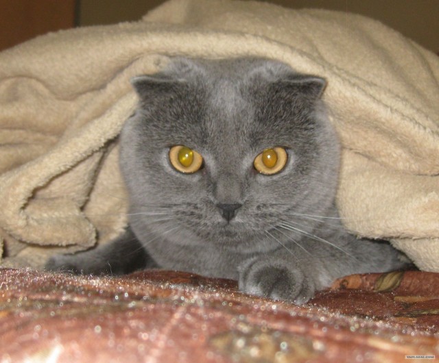 Котовторник 30.10.2012