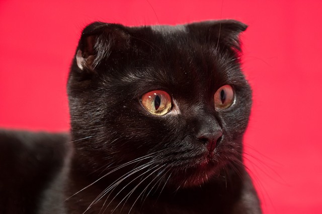 Котовторник 12.02.13