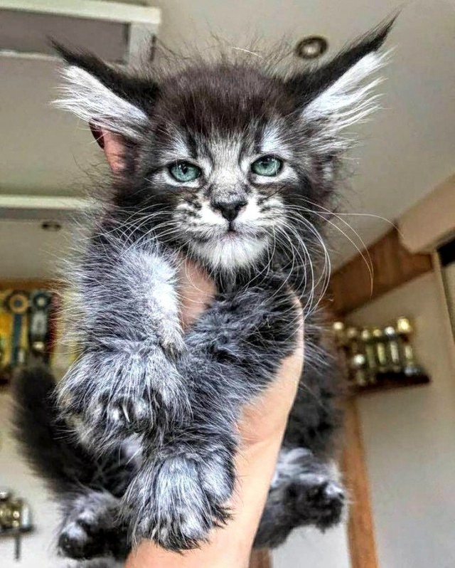 Картинки с котами и про котов