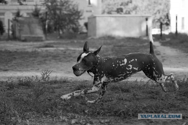 Одна из самых древнейших пород - ксолоитцкуинтли