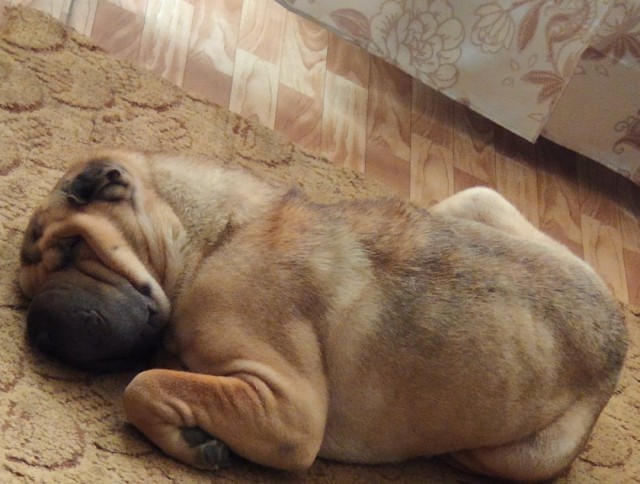 Живность из сети