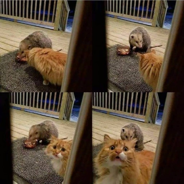 Эти забавные животные