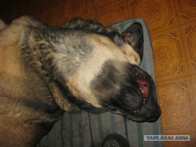 Жизнь домашнего приюта для котеек 321