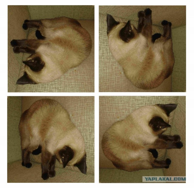 Котовторнику быть!