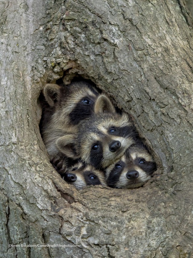 Лучшие фото конкурса Comedy Wildlife Photography Awards 2021