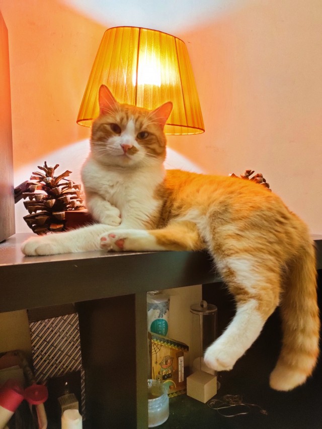 Котовторник 14.09.2021