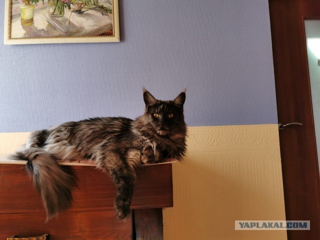Котовторник
