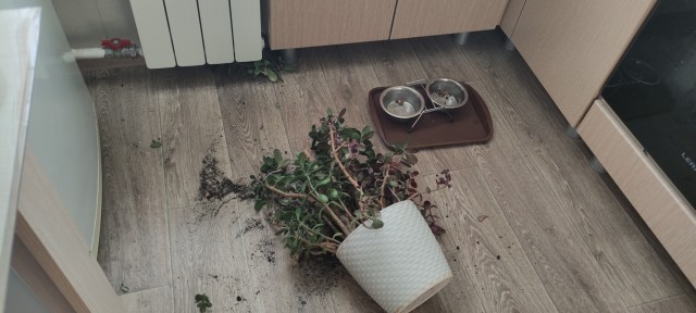 Голоса в моей голове приказывают мне бесогонить!