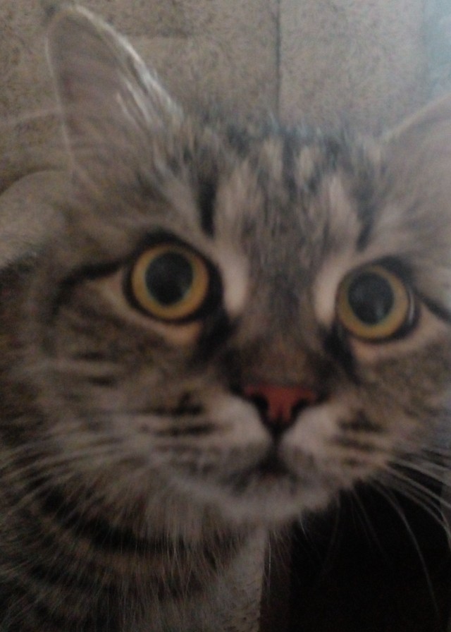 Котовторнику быть