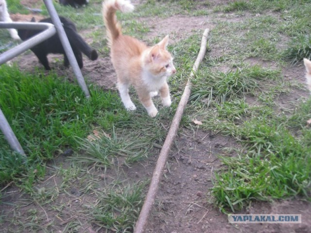 Жизнь домашнего приюта для котеек 417