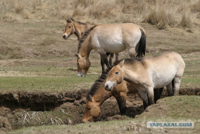 В Монголию на мотоциклах 2006
