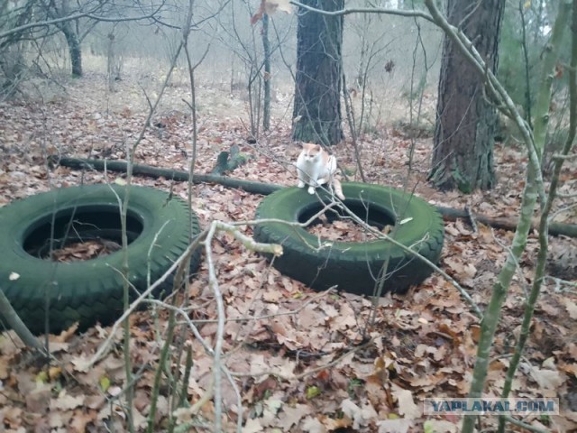 Жизнь домашнего приюта для котеек 470