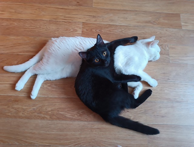 Мой котяра
