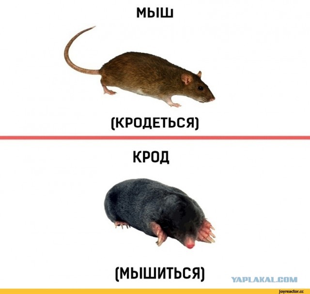 Если долго вглядываться во тьму, она может показать тебе язык