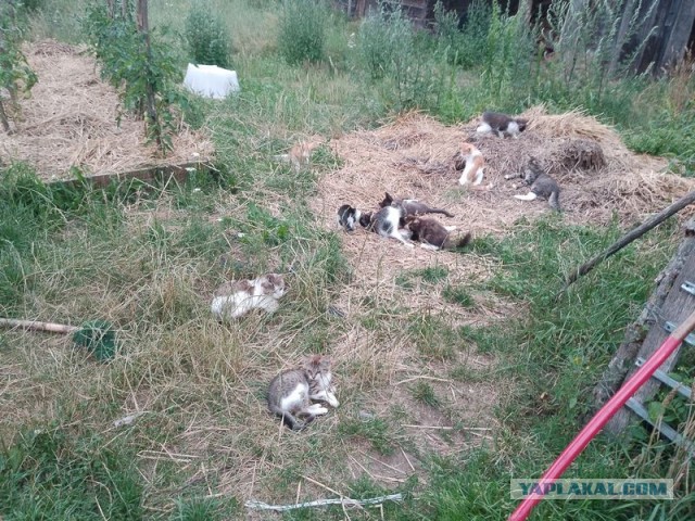 Жизнь домашнего приюта для котеек 504